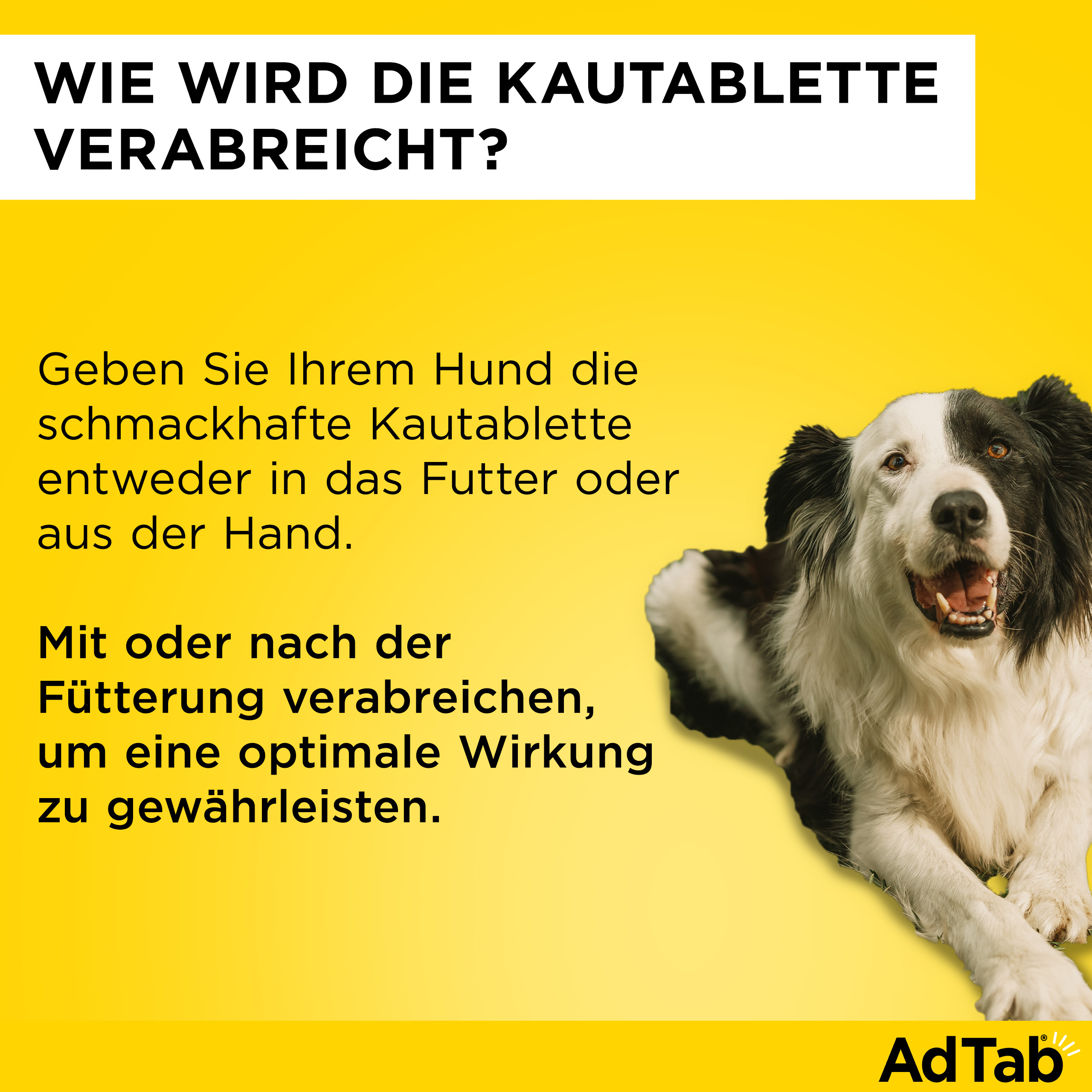 AdTab Kautabletten für Hunde über 11 bis 22 kg gegen Zecken und Flöhe